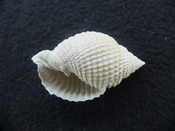 Cancellaria conradiana fossil shell gastropod mollusks ca 1