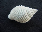 Cancellaria conradiana fossil shell gastropod mollusks ca 2