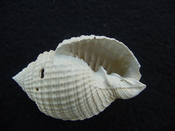 Cancellaria conradiana fossil shell gastropod mollusks ca 4