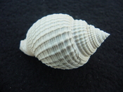 Cancellaria conradiana fossil shell gastropod mollusks ca 4