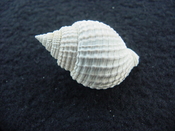 Cancellaria conradiana fossil shell gastropod mollusks ca 5