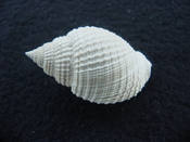 Cancellaria conradiana fossil shell gastropod mollusks ca 6