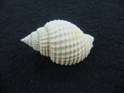 Cancellaria conradiana fossil shell gastropod mollusks ca 7