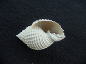 Cancellaria conradiana fossil shell gastropod mollusks ca 7