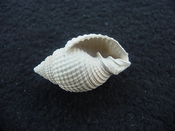 Cancellaria conradiana fossil shell gastropod mollusks ca 8