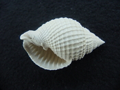 Cancellaria conradiana fossil shell gastropod mollusks ca 9