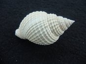 Cancellaria conradiana fossil shell gastropod mollusks ca 9