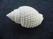 Cancellaria conradiana fossil shell gastropod mollusks ca 10