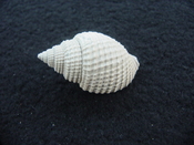 Cancellaria conradiana fossil shell gastropod mollusks ca 12