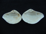 Eucrasatella speciosa lwhole fossil bivalve both halves es 3