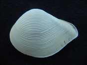 Eucrasatella speciosa lwhole fossil bivalve both halves es 3