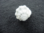 Gemophos maxwelli fossil shell gastropod mollusk