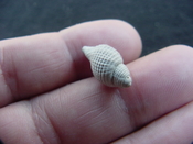 Massyla venusta fossil shell gastropod mollusk mv 1