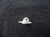 Polystira calusa fossil shell gastropod mollusk