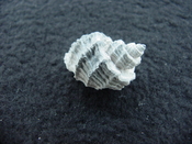 Trigonostoma druidi fossil shell gastropod mollusk td