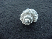 Trigonostoma druidi fossil shell gastropod mollusk td