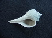 Pruella sarasotaensis fossil shell gastropod mollusk