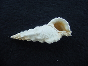 Cerithium burnsii fossil shell gastropod mollusk #1