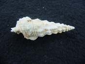 Cerithium burnsii fossil shell gastropod mollusk #1