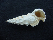 Cerithium burnsii fossil shell gastropod mollusk #2