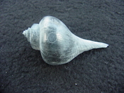 Pruella laevis fossil shell gastropod mollusk