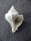 Hexaplex jameshoubricki fossil muricidae murex shell  hj 1