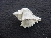 Hexaplex jameshoubricki fossil muricidae murex shell  hj 1