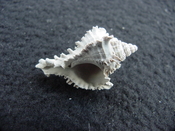 Hexaplex jameshoubricki fossil muricidae murex shell hj 2
