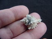 Hexaplex jameshoubricki fossil muricidae murex shell hj 2