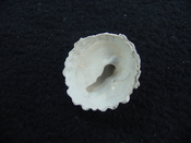 Trochita floridana rare, extinct fossil shell gastropod tf 1