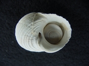 Turbo rhectogrammicus with trapdoor fossil shell gastropod tr 4