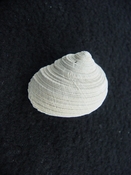 Turbo rhectogrammicus with trapdoor fossil shell gastropod tr 4