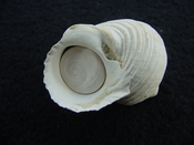 Turbo rhectogrammicus with trapdoor fossil shell gastropod tr 3