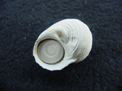 Turbo rhectogrammicus with trapdoor fossil shell gastropod tr 1