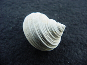 Turbo rhectogrammicus with trapdoor fossil shell gastropod tr 1