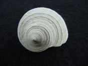 Turbo rhectogrammicus with trapdoor fossil shell gastropod tr 6