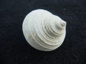 Turbo rhectogrammicus with trapdoor fossil shell gastropod tr 6