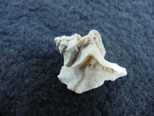 Pterorhytis fluviana rare extinct fossil murex shell pf 6