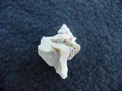 Pterorhytis fluviana rare extinct fossil murex shell pf 6