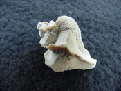 Pterorhytis fluviana rare extinct fossil murex shell pf 1