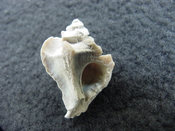 Pterorhytis fluviana rare extinct fossil murex shell pf 1