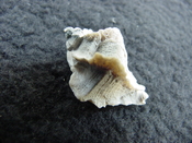 Pterorhytis fluviana rare extinct fossil murex shell pf 5