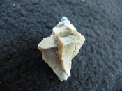 Pterorhytis fluviana rare extinct fossil murex shell pf 5