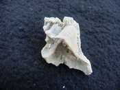 Pterorhytis fluviana rare extinct fossil murex shell pf 2