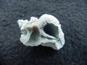 Pterorhytis fluviana rare extinct fossil murex shell pf 8