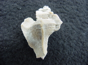 Pterorhytis fluviana rare extinct fossil murex shell pf 3