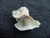 Pterorhytis fluviana rare extinct fossil murex shell pf 3