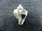 Pterorhytis fluviana rare extinct fossil murex shell pf 7