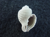 Massyla propevenusta extinct fossil Cancellariidae shell mp 2