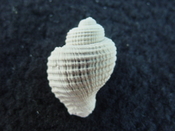 Massyla propevenusta extinct fossil Cancellariidae shell mp 2